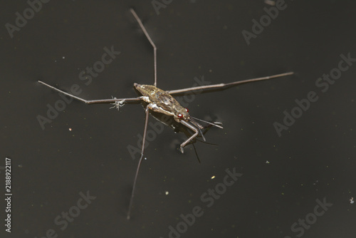 Obraz na płótnie Common Water Strider (Aquarius remigis) sitting atop the water's surface using the surface tension of the water and its hydrophobic legs to prevent it from sinking