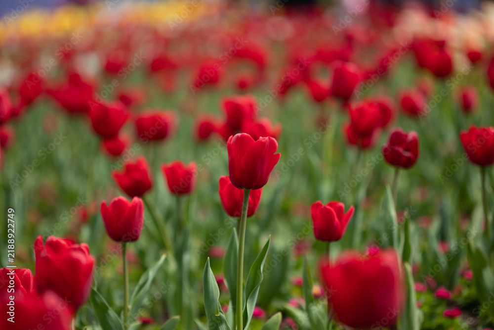 Obraz premium Red Tulip Field in Bloom with Soft Background Blur
