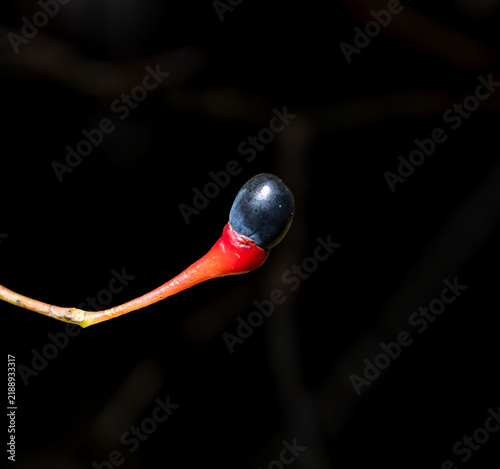 sassafras single berry poisonous closeup