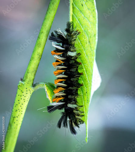 фотографія milkweed tussock moth caterpillar Euchaetes egle tufts hairy poisonous black whi