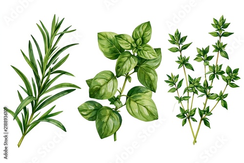 Fresh herbs illustrated in vibrant green tones.