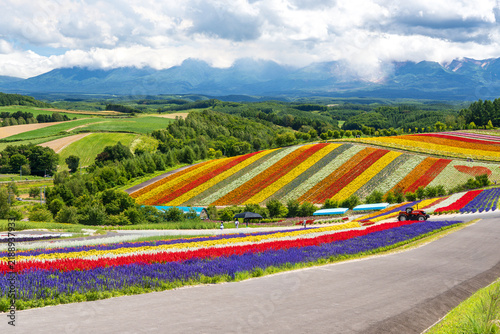 Panoramic view of vibrant rainbow flower fields and rolling hills in Shikisai no Oka with orange marigolds in foreground, Biei, Hokkaido, Japan