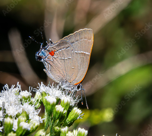 White M Hairstreak Parrhasius m-album butterfly rare beautiful on white autumn flowers closeup false head m-marking
