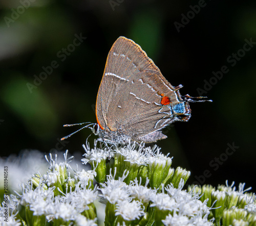 White M Hairstreak Parrhasius m-album butterfly rare beautiful on white autumn flowers closeup false head m-marking
