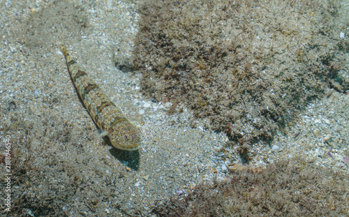 Foto Camouflaged Lizardfish on Hawaiian Seabed