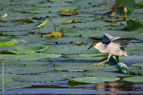 Foto Black-crowned night herons foraging in a pond