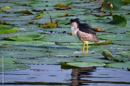 Foto Black-crowned night herons foraging in a pond