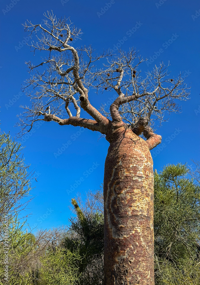 Obraz premium Za Baobab Tree (Adansonia za) in the Mikea Forest, Madagascar 