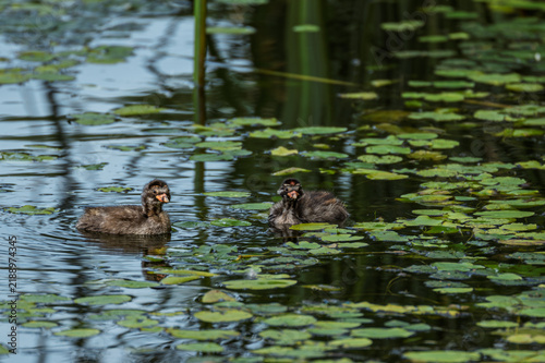 Картината върху платно Grebes and their young frolic in a lotus pond