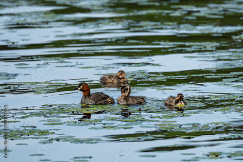 Фотография Grebes and their young frolic in a lotus pond