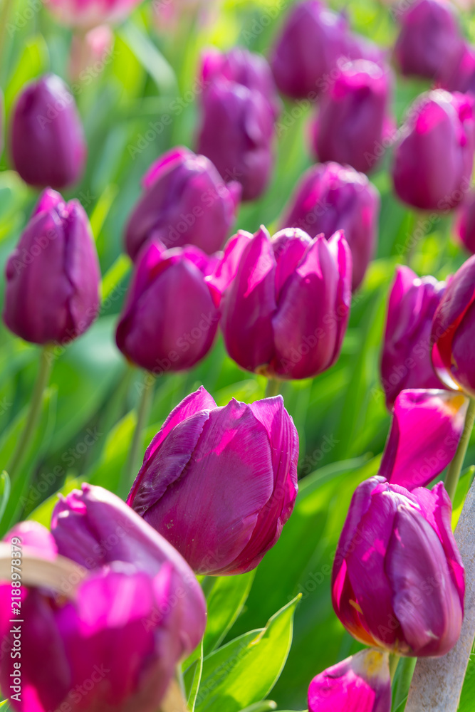 Fototapeta premium Purple tulips blooming in a sunny spring garden with lush green foliage