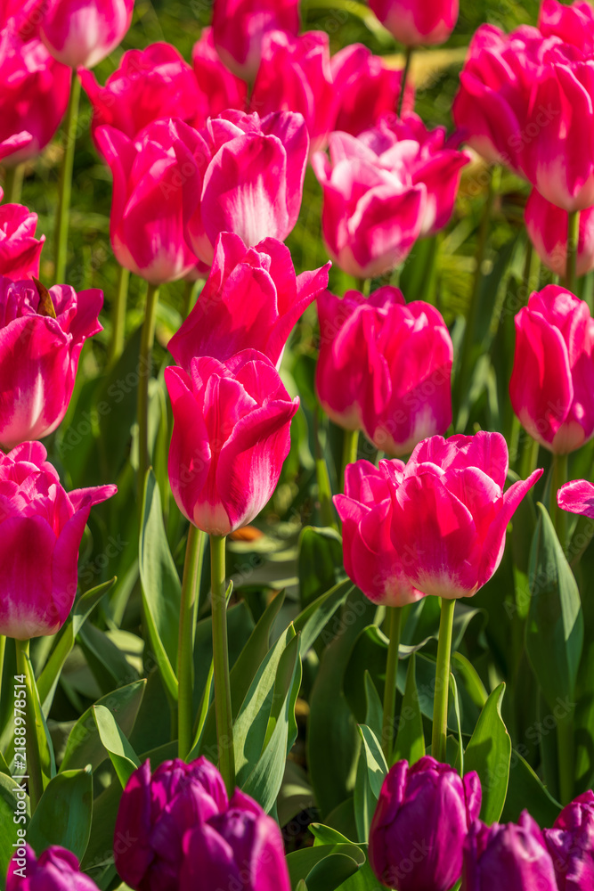 Obraz premium Vibrant Pink Tulips Blooming in a Spring Garden