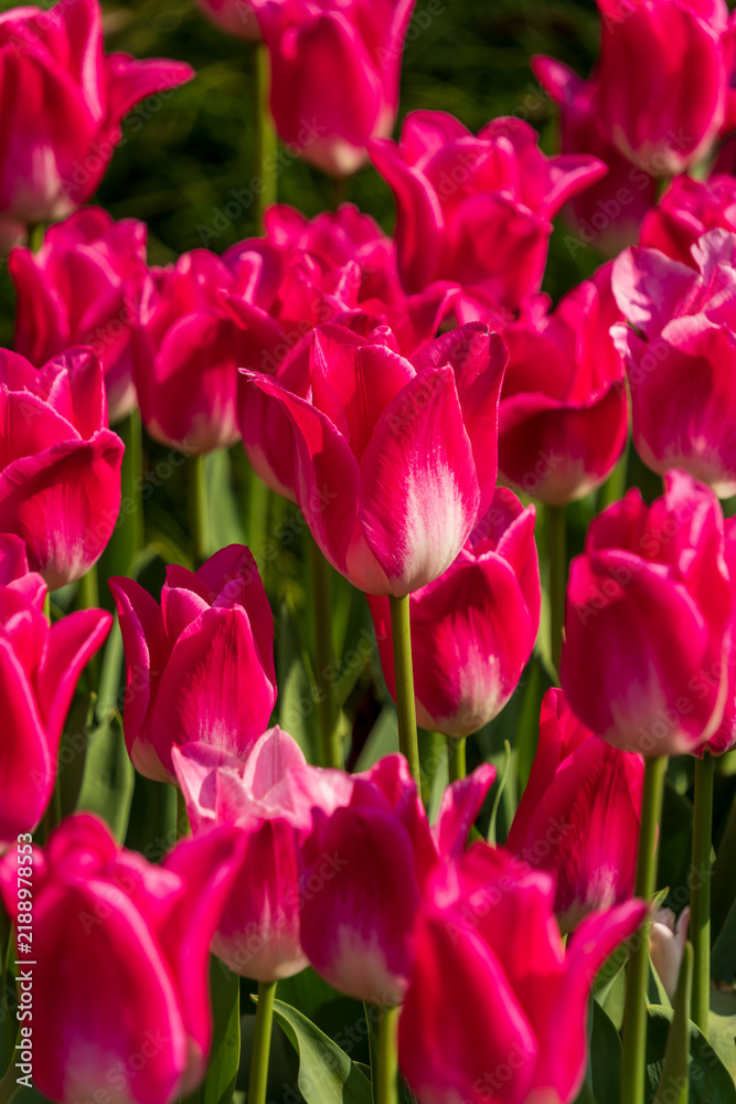 Obraz premium Vibrant pink tulips in a garden