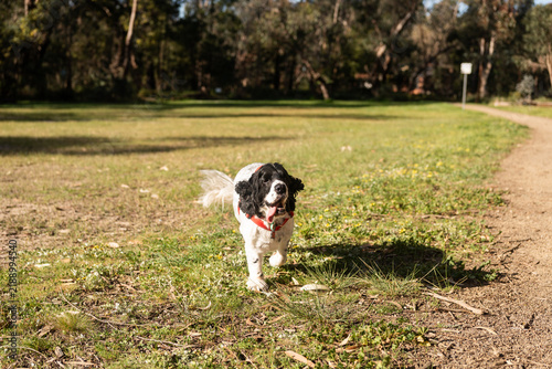 Obraz na płótnie springer spaniel dog running in a park
