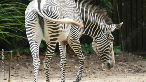Majestic Grevy Zebra Grazing in Natural Habitat