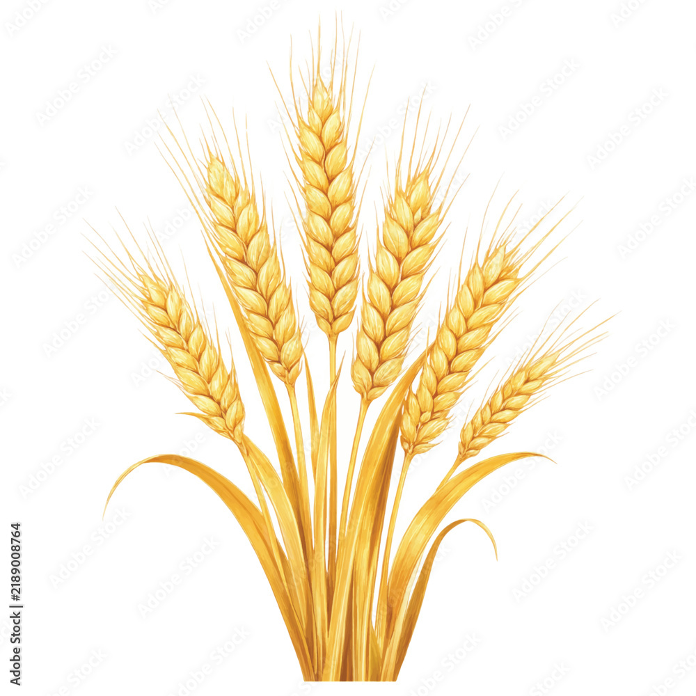 Fototapeta premium wheat ears isolated on white