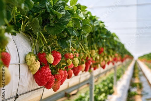 Rows of ripe and unripe strawberries hanging from lush green plants