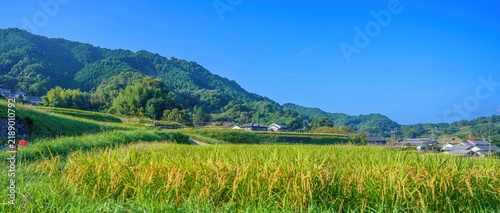 明日香村で見た日本の豊かな里山風景 青空と実りの秋を迎える棚田の稲穂