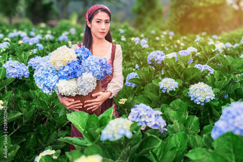 Asian woman Carry a basket to collect hydrangeas in the garden at Chiangmai, Thailand.