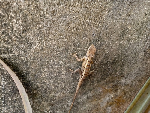 Oriental garden lizard (Calotes versicolor) resting on a rough textured concrete wall, perfectly camouflaged with its brown and beige patterned scales. The small reptile displays subtle striped markin