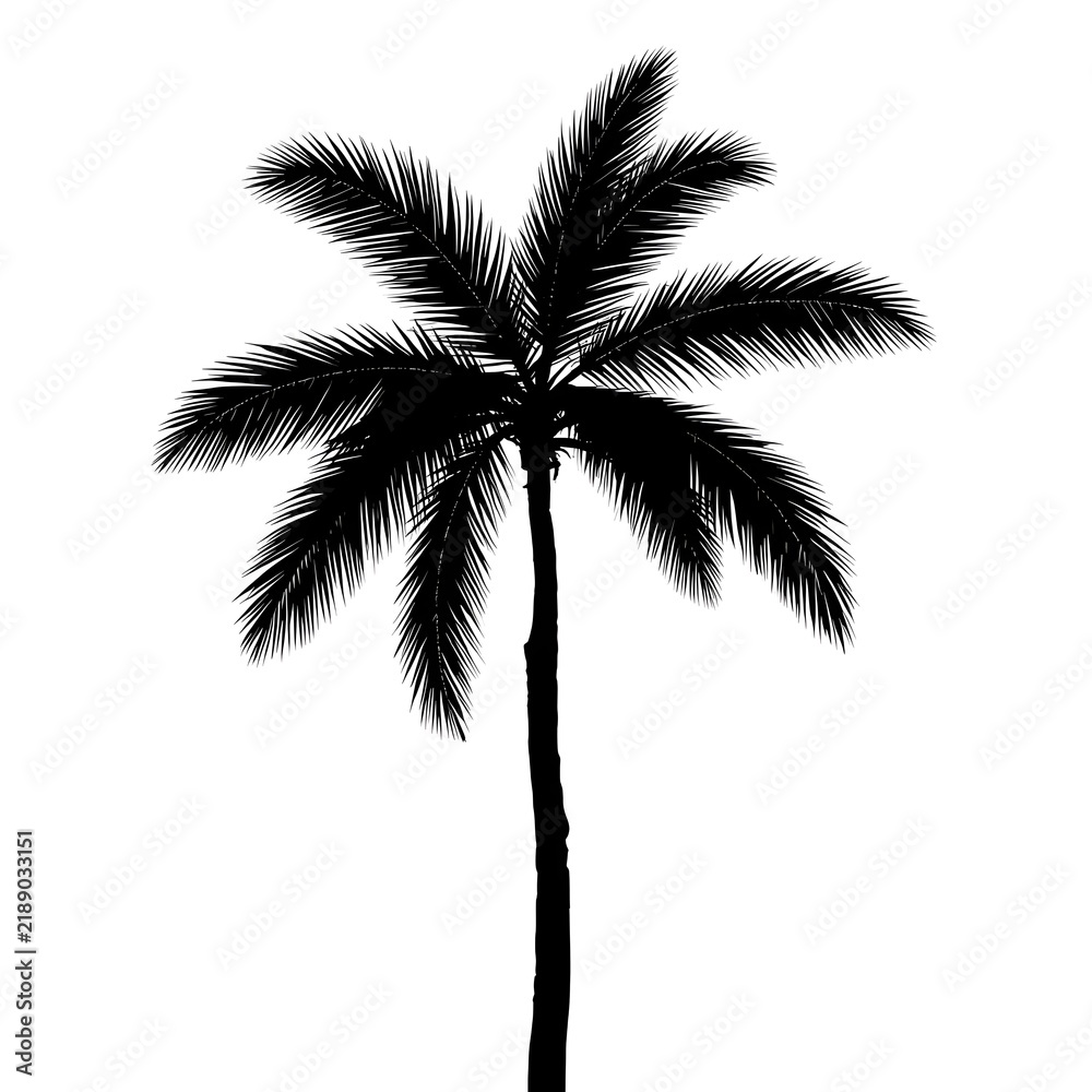 Obraz premium silhouette of palm tree on isolated background