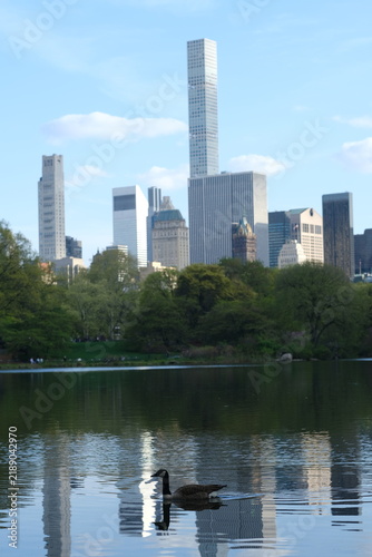 New York city tall buildings over reflective peaceful pond with goose floating in water