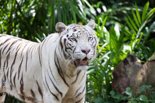 Fotografie A white tiger (Panthera tigris tigris var.) seen from an angle.
