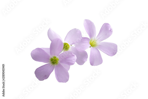 Purple flower isolated