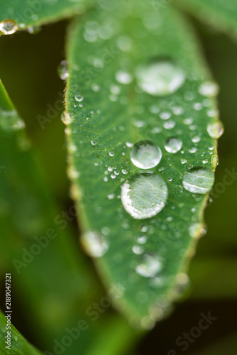 фотографія Fresh raindrops bead delicately across the surface of a lush green plant leaf, captured in fine macro detail