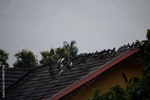 Foto Traditional tiled roof with curved ridge and trees under gray sky