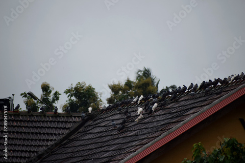 Obraz na płótnie Traditional tiled roof with decorative ridge against overcast sky