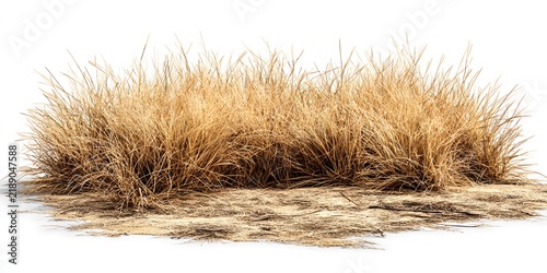 Clump of dry golden grass with tangled wild blades isolated on white background