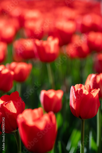 Red Tulips Blooming in Sunlit Spring Garden