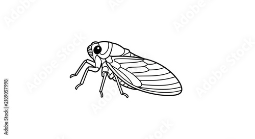Detailed drawing of a cicada insect.