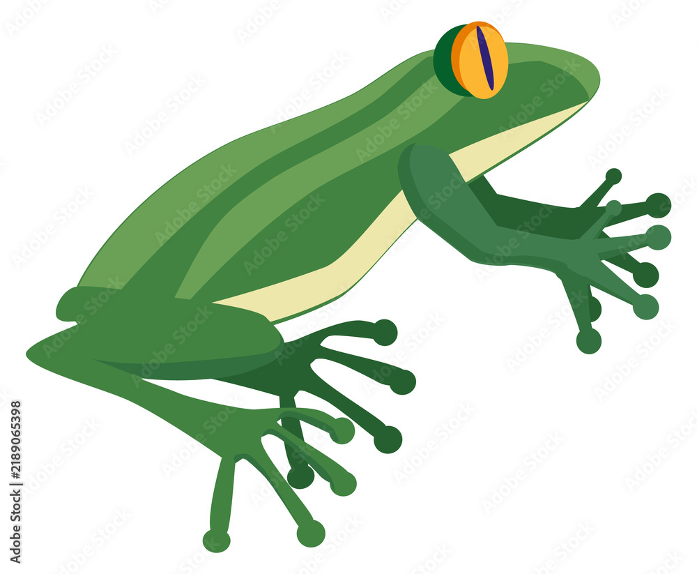Obraz premium Green amphibia. Natural fauna. Wild frog or toad