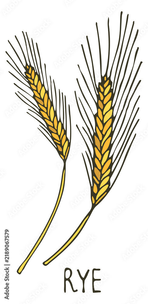 Obraz premium Rye ear color doodle. Farm crop plant
