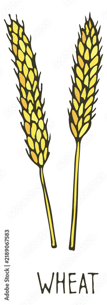 Obraz premium Wheat drawing. Color farm crop ear sketch
