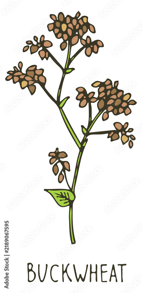 Obraz premium Buckwheat hand drawn plant. Color crop sketch