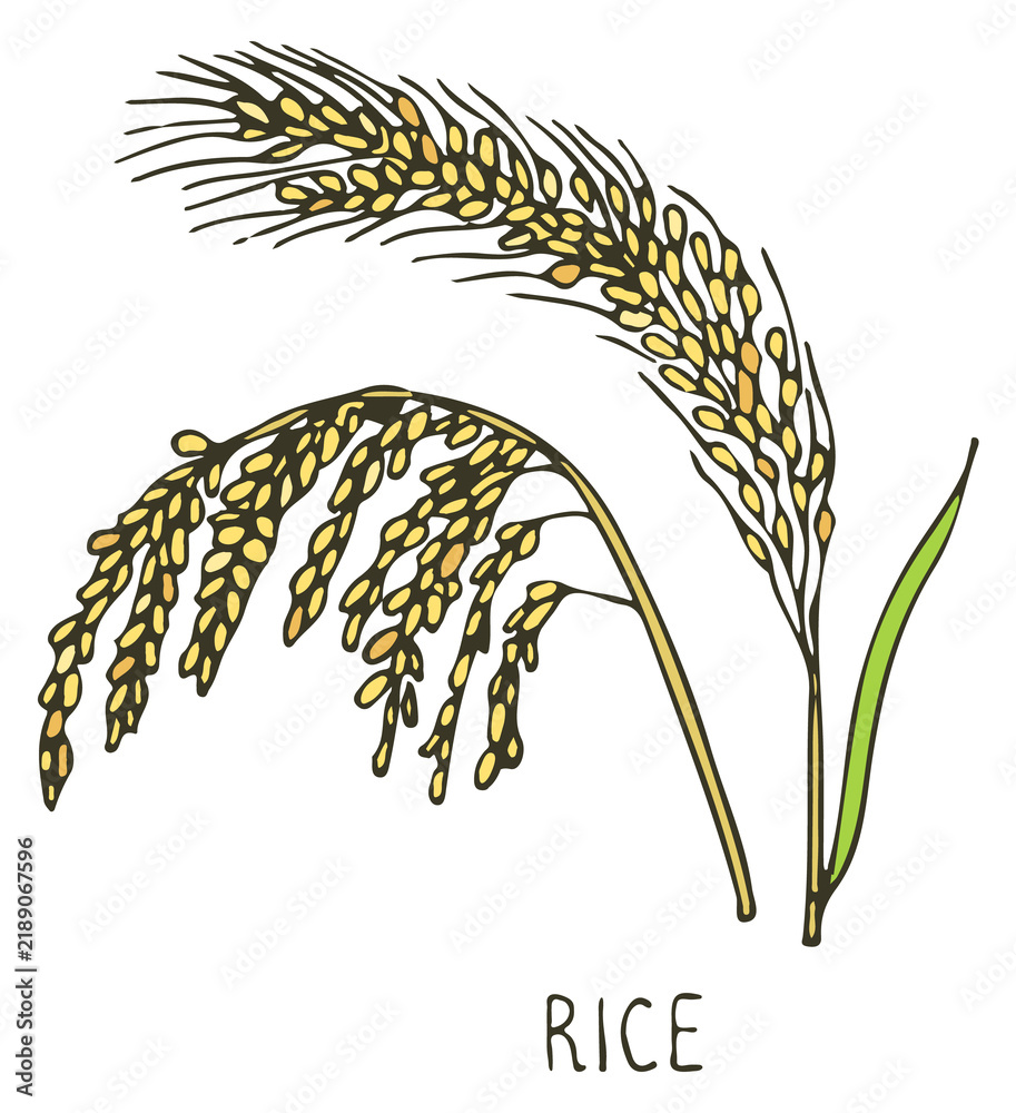 Obraz premium Rice plant doodle. Natural farm crop drawing