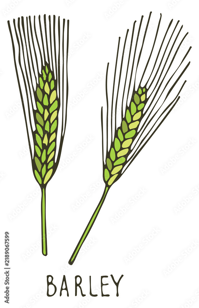 Obraz premium Barley ear doodle icon. Farm agriculture crop