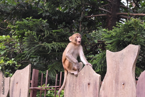 long tailed macaque