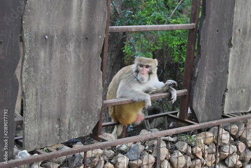 Monkey with cute face 