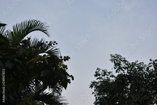 palm trees against blue sky