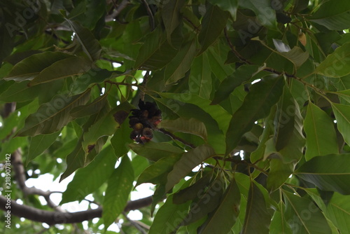 the butterfly on a tree