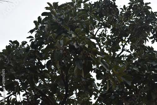 The dark tree view in the sky 