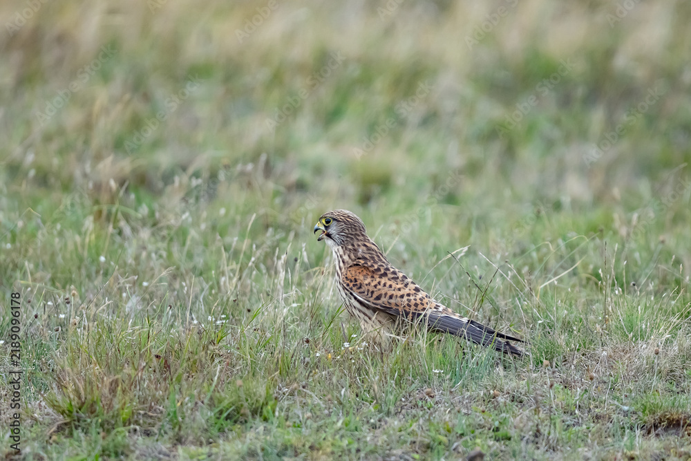 Fototapeta premium Common Kestrel (Falco tinnunculus) Hunting in the Swedish Countryside