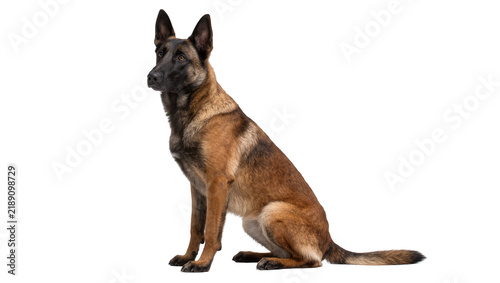 Cuadro en lienzo Alert Belgian Malinois dog sitting attentively, isolated on transparent backgrou