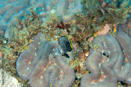 ユウゼンの幼魚　小笠原