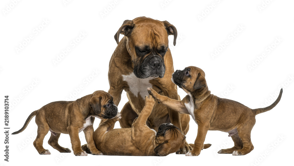 Obraz premium Adult boxer dog playing with three puppies, isolated on transparent background