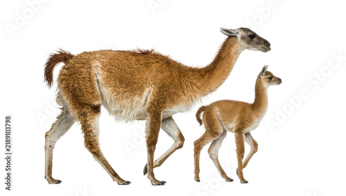 Canvastavla Adult and baby guanaco walking together, isolated on transparent background